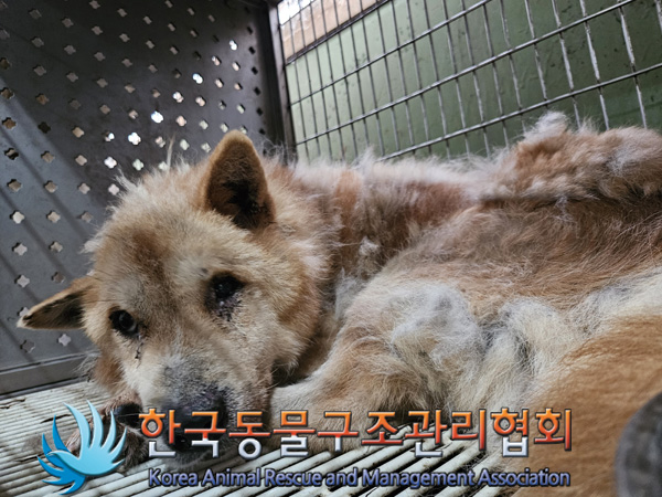한국동물구조관리협회_411311202400922